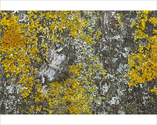 Common Marbled Carpet - Camouflaged against lichen Chloroclysta truncata Essex, UK IN000551