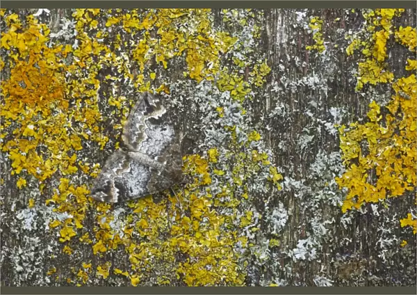 Common Marbled Carpet - Camouflaged against lichen Chloroclysta truncata Essex, UK IN000551