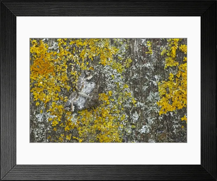Framed Print : Common Marbled Carpet - Camouflaged against lichen Chloroclysta truncata Essex, UK IN000551 Framed Print : Common Marbled Carpet - Camouflaged against lichen Chloroclysta truncata Essex, UK IN000551