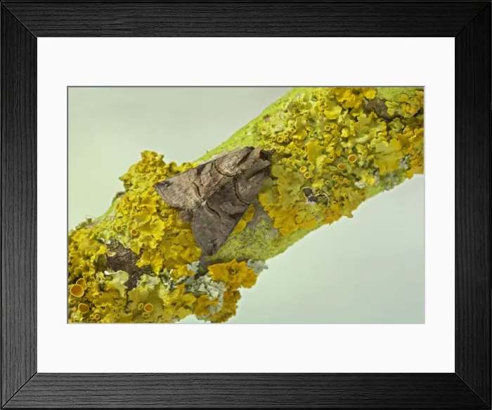 Framed Print : Spectacle Moth Abrostola tripartita Essex, UK IN000530 Framed Print : Spectacle Moth Abrostola tripartita Essex, UK IN000530