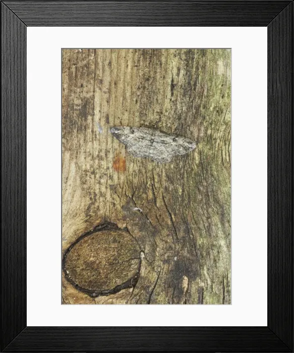 Framed Print : Willow Beauty Moth Peribatodes rhomboidaria Essex, UK IN000486 Framed Print : Willow Beauty Moth Peribatodes rhomboidaria Essex, UK IN000486