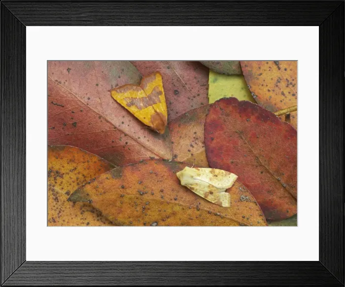 Framed Print : Centre-barred Sallow and Sallow Moths Atethemia centrago & Xanthia icteritia Essex, UK IN000502 Framed Print : Centre-barred Sallow and Sallow Moths Atethemia centrago & Xanthia icteritia Essex, UK IN000502