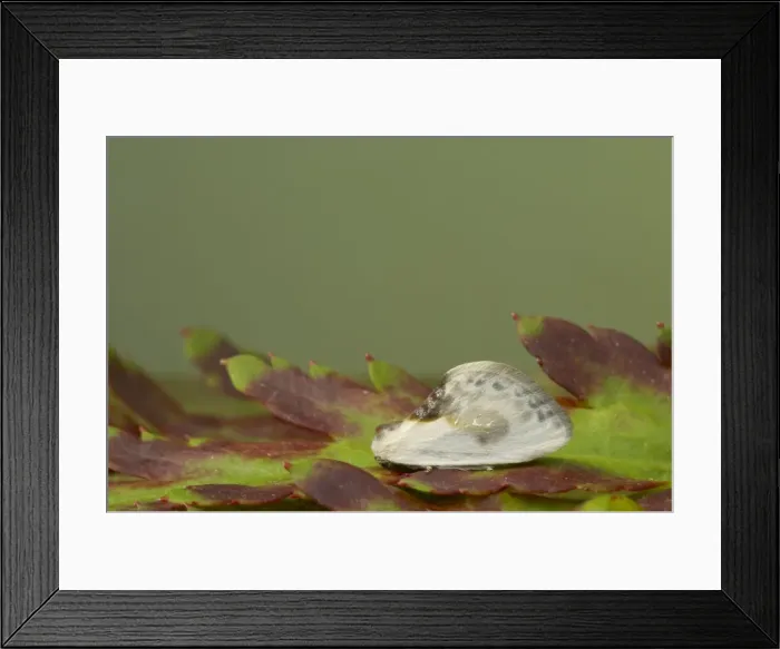 Framed Print : Chinese Character Moth Cilix glaucata Essex, UK IN000464 Framed Print : Chinese Character Moth Cilix glaucata Essex, UK IN000464