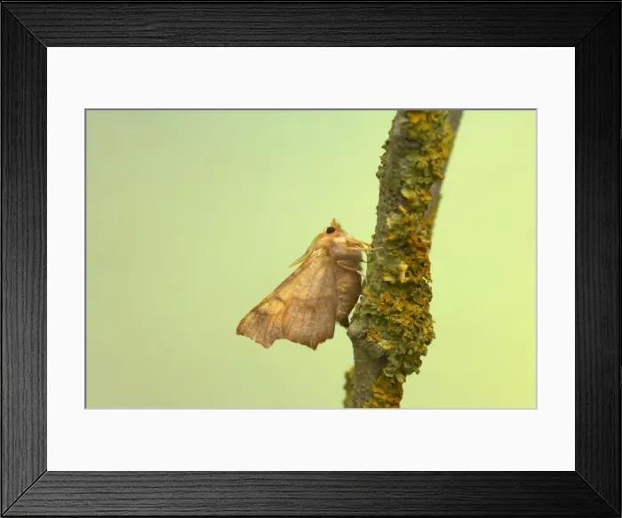 Framed Print : Dusky Thorn Ennomos fuscantaria Essex, UK IN000427 Framed Print : Dusky Thorn Ennomos fuscantaria Essex, UK IN000427