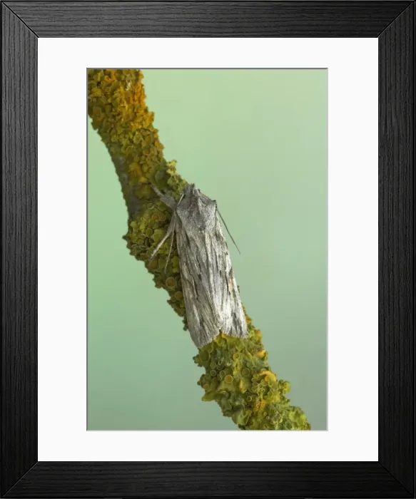 Framed Print : Blair's Shoulder Knot Moth Lithopane leautieri hesperica Essex, UK IN000568 Framed Print : Blair's Shoulder Knot Moth Lithopane leautieri hesperica Essex, UK IN000568