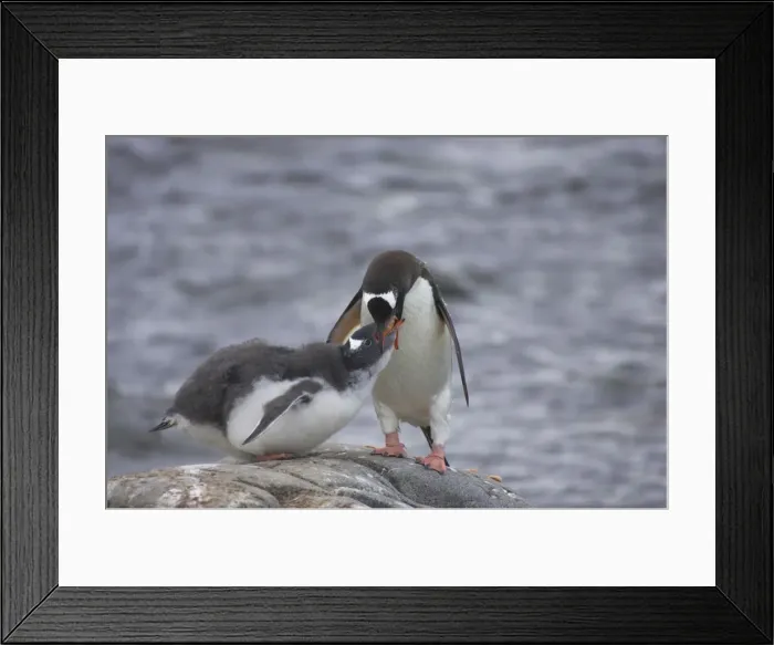 Framed Print : Gentoo Penguin - Feeding chick Pygoscelis papua Port Lockeroy Antarctic Penninsular BI007785