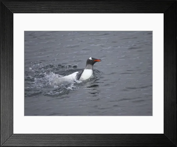 Framed Print : Gentoo Penguin - Washing in shallow water Pygoscelis papua Port Lockeroy Antarctic Penninsular BI007792 Framed Print : Gentoo Penguin - Washing in shallow water Pygoscelis papua Port Lockeroy Antarctic Penninsular BI007792
