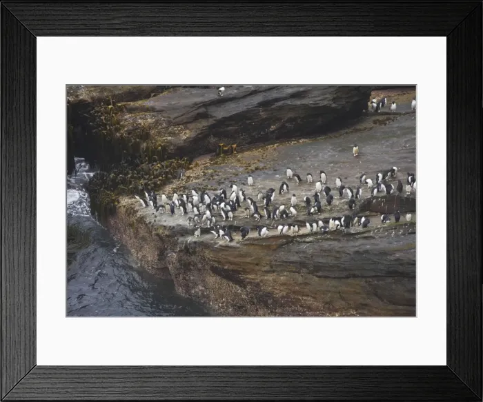 Framed Print : Rockhopper Penguin - Groups waiting to enter sea on rocky coast Eudyptes chrysocome New Island Falklands BI007992 Framed Print : Rockhopper Penguin - Groups waiting to enter sea on rocky coast Eudyptes chrysocome New Island Falklands BI007992