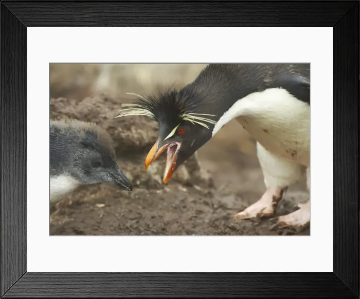 Framed Print : Rockhopper Penguin - Feeding chick Eudyptes chrysocome New Island Falklands BI007999 Framed Print : Rockhopper Penguin - Feeding chick Eudyptes chrysocome New Island Falklands BI007999