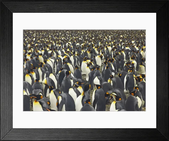 Framed Print : King Penguin - Huge breeding colony Aptenodytes patagonicus Salisbury Plain South Georgia BI008038 Framed Print : King Penguin - Huge breeding colony Aptenodytes patagonicus Salisbury Plain South Georgia BI008038