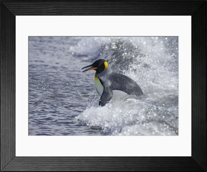 Framed Print : King Penguin - Emerging from sea Aptenodytes patagonicus Salisbury Plain South Georgia BI008044 Framed Print : King Penguin - Emerging from sea Aptenodytes patagonicus Salisbury Plain South Georgia BI008044