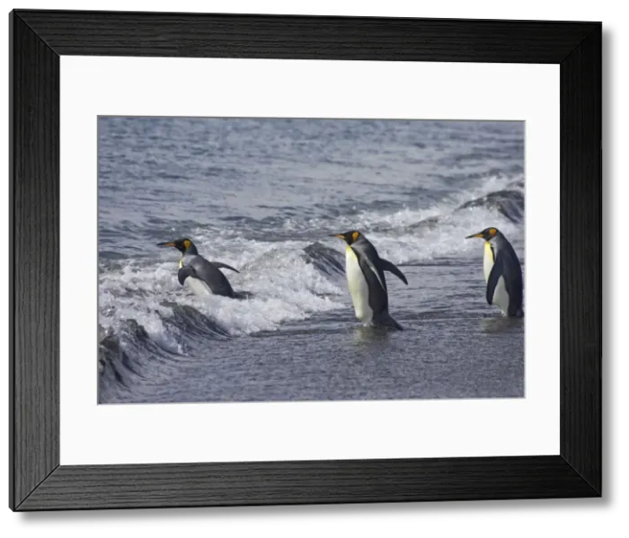 Framed Print : King Penguin - Entering sea Aptenodytes patagonicus Salisbury Plain South Georgia BI008061 Framed Print : King Penguin - Entering sea Aptenodytes patagonicus Salisbury Plain South Georgia BI008061