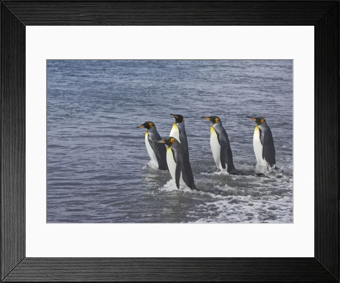 Framed Print : King Penguin - Entering sea Aptenodytes patagonicus Salisbury Plain South Georgia BI008088 Framed Print : King Penguin - Entering sea Aptenodytes patagonicus Salisbury Plain South Georgia BI008088