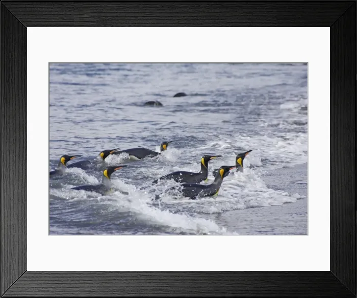 Framed Print : King Penguin - Leaving sea Aptenodytes patagonicus Salisbury Plain South Georgia BI008096 Framed Print : King Penguin - Leaving sea Aptenodytes patagonicus Salisbury Plain South Georgia BI008096