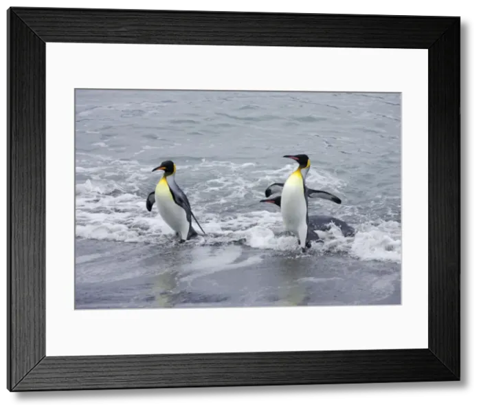Framed Print : King Penguin - Emerging from sea Aptenodytes patagonicus Ross glacier South Georgia BI008110 Framed Print : King Penguin - Emerging from sea Aptenodytes patagonicus Ross glacier South Georgia BI008110