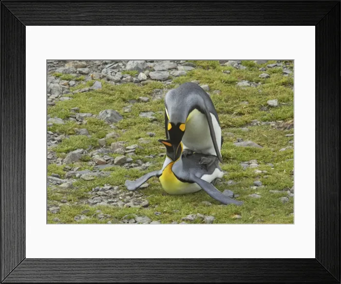 Framed Print : King Penguin - Mating Aptenodytes patagonicus Fortuna Bay South Georgia BI008134 Framed Print : King Penguin - Mating Aptenodytes patagonicus Fortuna Bay South Georgia BI008134