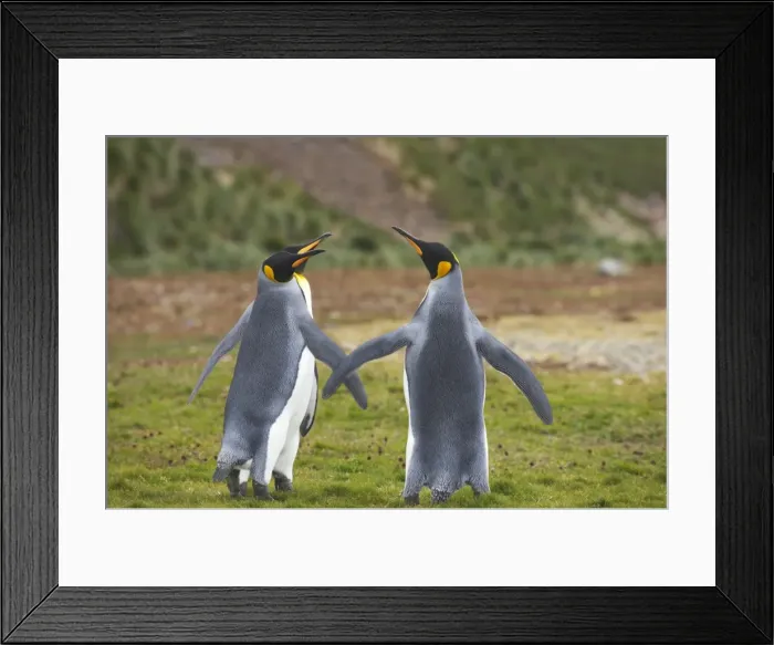 Framed Print : King Penguin - Females wing fighting Aptenodytes patagonicus Salisbury Plain South Georgia BI008291 Framed Print : King Penguin - Females wing fighting Aptenodytes patagonicus Salisbury Plain South Georgia BI008291