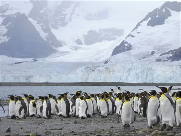 King Penguin - Moulting flock in front of Glacier Aptenodytes patagonicus Ross Glacier South Georgia BI008319