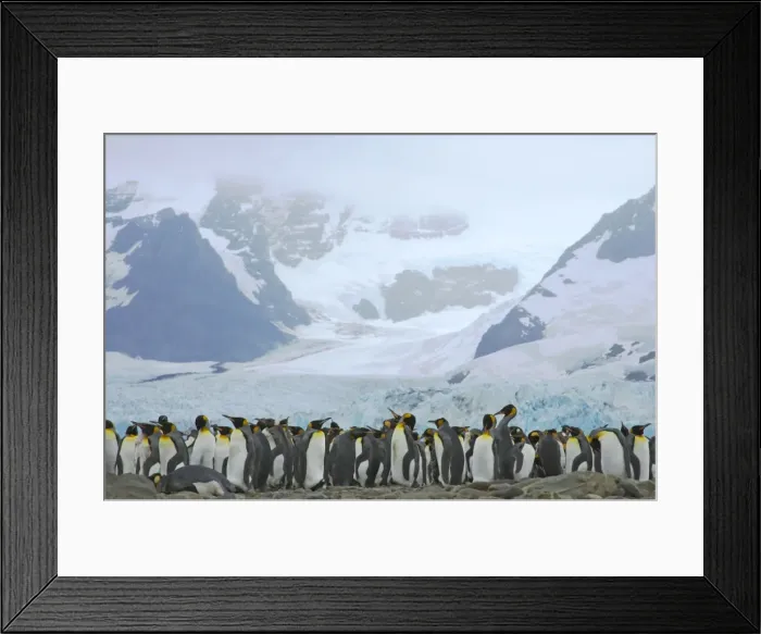 Framed Print : King Penguin - Moulting flock in front of Glacier Aptenodytes patagonicus Ross Glacier South Georgia BI008331 Framed Print : King Penguin - Moulting flock in front of Glacier Aptenodytes patagonicus Ross Glacier South Georgia BI008331