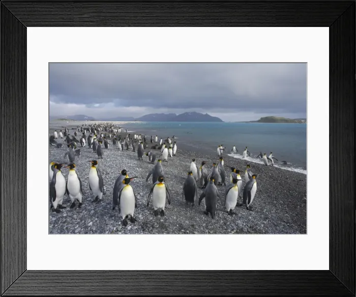 Framed Print : King Penguin - Gathering on shoreline Aptenodytes patagonicus Salisbury Plain South Georgia BI008378 Framed Print : King Penguin - Gathering on shoreline Aptenodytes patagonicus Salisbury Plain South Georgia BI008378