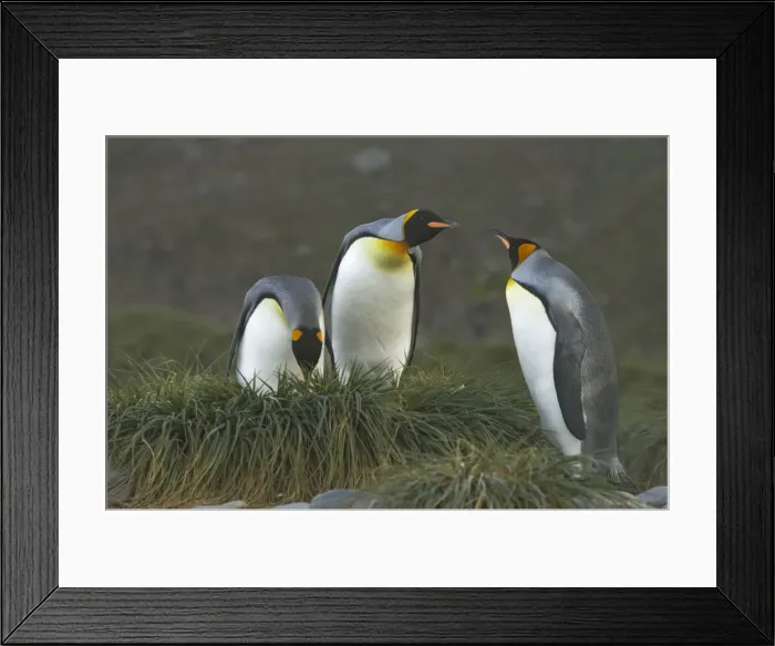 Framed Print : King Penguin - Pair and interloper Aptenodytes patagonicus Salisbury Plain South Georgia BI008422 Framed Print : King Penguin - Pair and interloper Aptenodytes patagonicus Salisbury Plain South Georgia BI008422