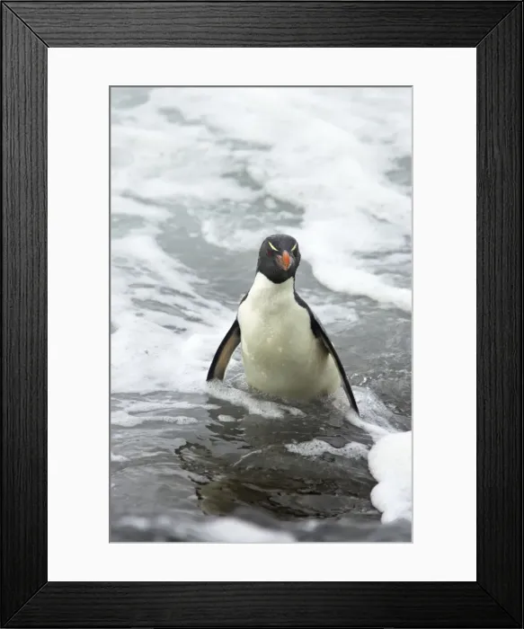 Framed Print : Rockhopper Penguin - Struggling ashore in pounding waves Eudyptes chrysocome Saunders Island Falklands BI007978 Framed Print : Rockhopper Penguin - Struggling ashore in pounding waves Eudyptes chrysocome Saunders Island Falklands BI007978