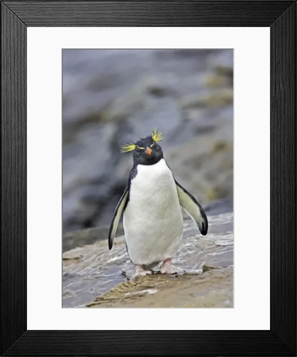 Framed Print : Rockhopper Penguin Eudyptes chrysocome Saunders Island Falklands BI007933 Framed Print : Rockhopper Penguin Eudyptes chrysocome Saunders Island Falklands BI007933