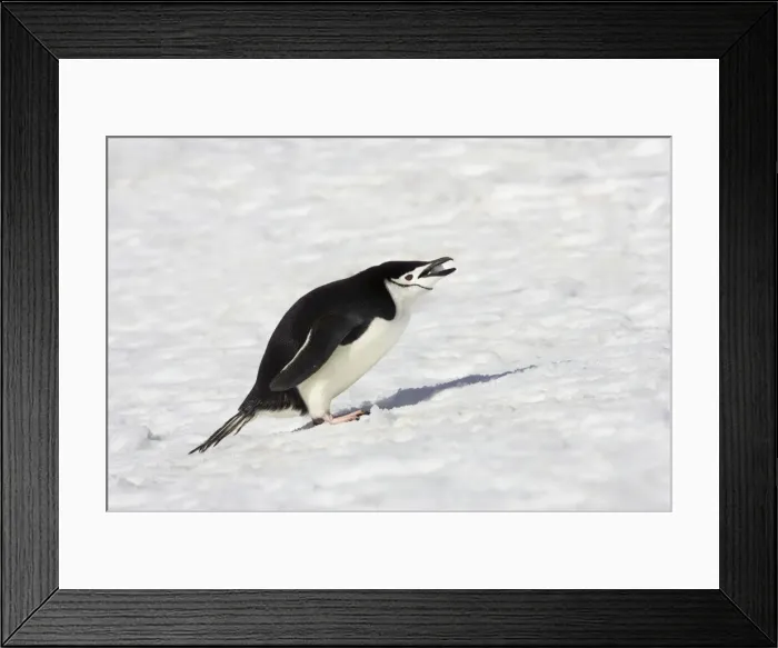 Framed Print : Chinstrap Penguin - Eating Snow Pygoscelis antarctica Half Moon island Antarctica BI012495 Framed Print : Chinstrap Penguin - Eating Snow Pygoscelis antarctica Half Moon island Antarctica BI012495
