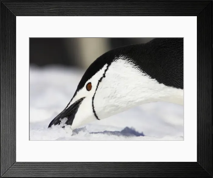 Framed Print : Chinstrap Penguin - Eating Snow Pygoscelis antarctica Half Moon island Antarctica BI012538