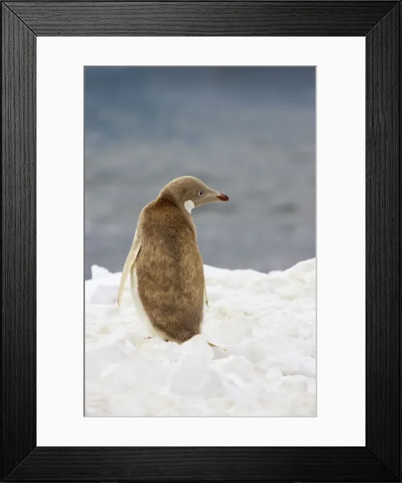 Framed Print : Adelie Penguin - Leucistic individual Pygoscelis adeliae Brown's Bluff Antarctica BI012322 Framed Print : Adelie Penguin - Leucistic individual Pygoscelis adeliae Brown's Bluff Antarctica BI012322