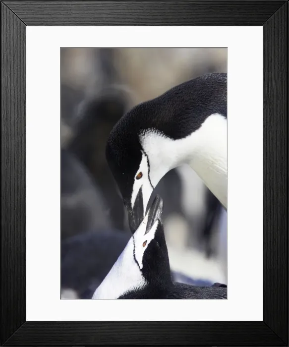 Framed Print : Chinstrap Penguin - Mating Pygoscelis antarctica Half Moon island Antarctica BI012547 Framed Print : Chinstrap Penguin - Mating Pygoscelis antarctica Half Moon island Antarctica BI012547
