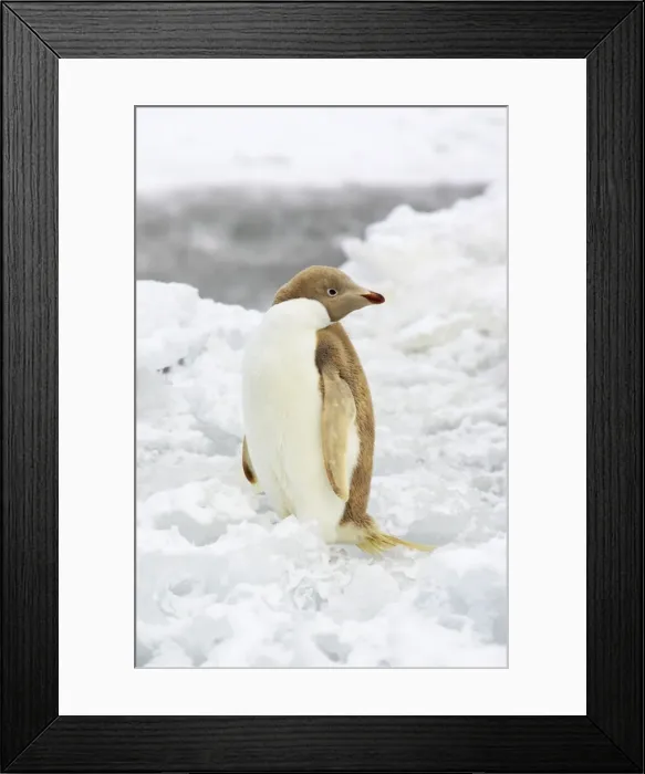 Framed Print : Adelie Penguin - Leucistic individual Pygoscelis adeliae Brown's Bluff Antarctica BI012328 Framed Print : Adelie Penguin - Leucistic individual Pygoscelis adeliae Brown's Bluff Antarctica BI012328