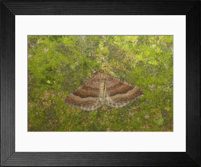 Framed Print : The Tissue Moth Triphosa dubitata Essex, UK IN000599 Framed Print : The Tissue Moth Triphosa dubitata Essex, UK IN000599