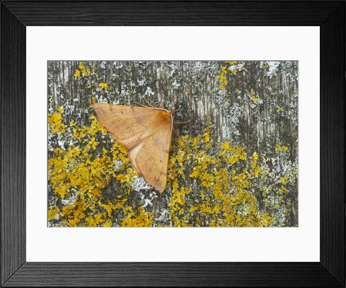 Framed Print : Feathered Thorn Colotois pennaria Essex, UK IN000602 Framed Print : Feathered Thorn Colotois pennaria Essex, UK IN000602