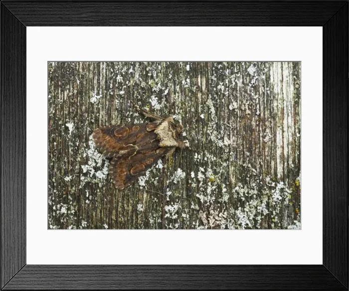 Framed Print : Green-brindled Crescent Moth Allophyes oxyacanthae Essex, UK IN000607 Framed Print : Green-brindled Crescent Moth Allophyes oxyacanthae Essex, UK IN000607