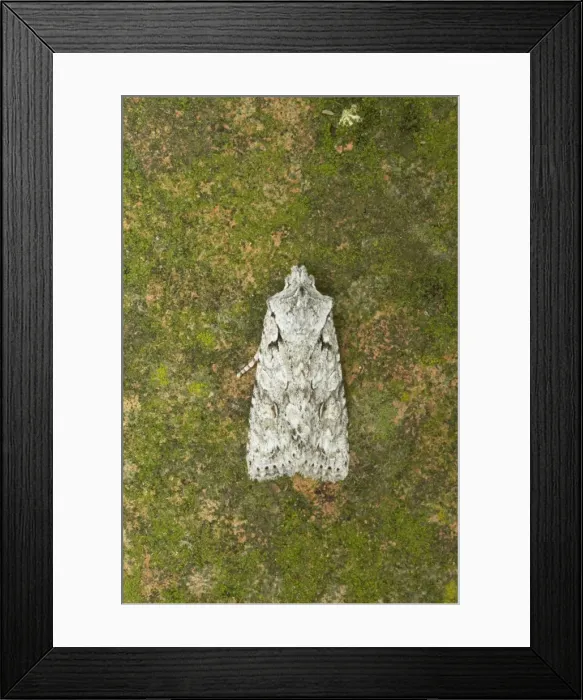 Framed Print : Grey Shoulder Knot Lithopane ornitopus Essex, UK IN000604 Framed Print : Grey Shoulder Knot Lithopane ornitopus Essex, UK IN000604