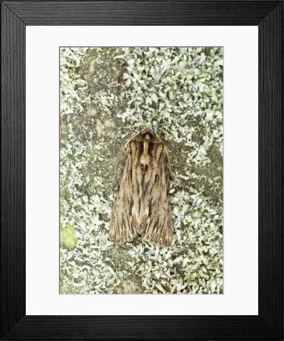 Framed Print : The Sprawler Moth Asteroscopus sphinx Essex, UK IN000638 Framed Print : The Sprawler Moth Asteroscopus sphinx Essex, UK IN000638
