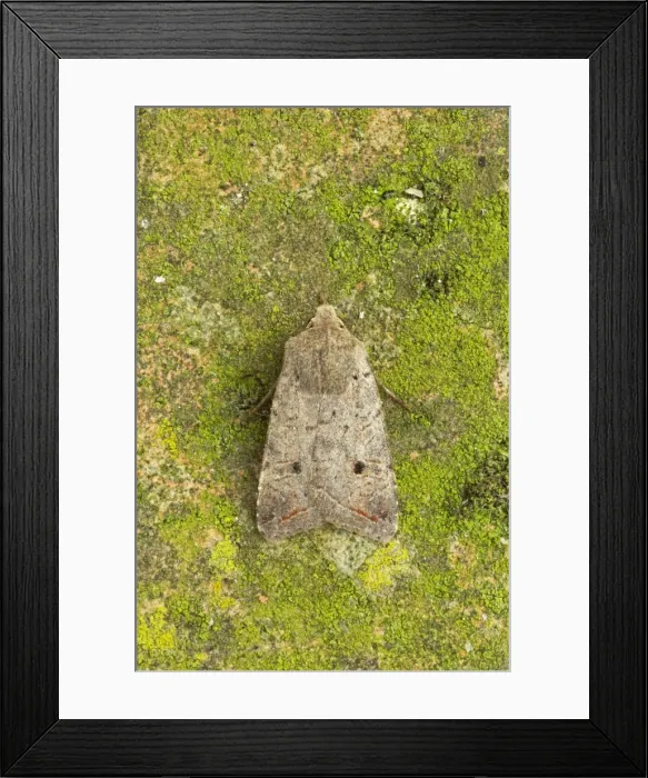 Framed Print : Red-line Quaker Moth Agrochola lota Essex, UK IN000642 Framed Print : Red-line Quaker Moth Agrochola lota Essex, UK IN000642