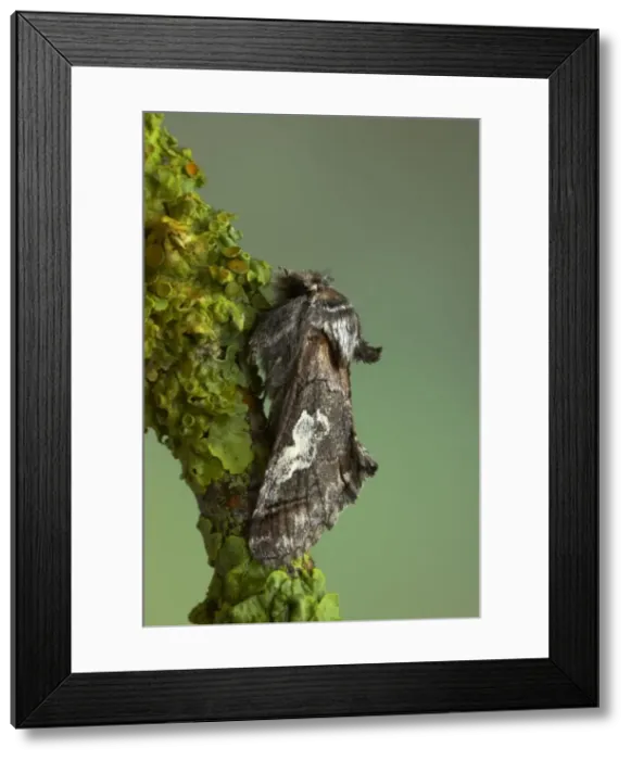 Framed Print : Figure of Eight Moth Diloba caeruleocephala Essex, UK IN000661 Framed Print : Figure of Eight Moth Diloba caeruleocephala Essex, UK IN000661