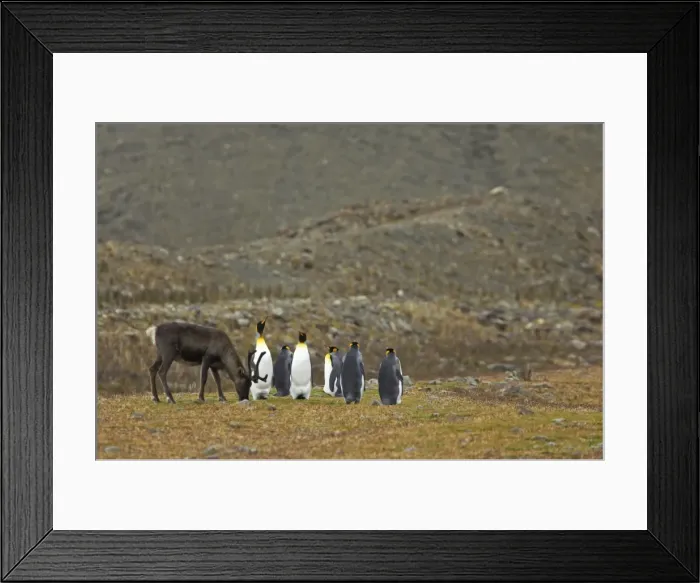 Framed Print : Reindeer with King Penguins Rangifer tarandus Fortuna Bay South Georgia MA001141