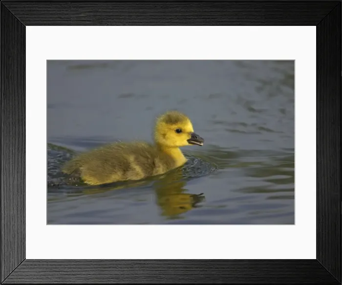Framed Print : Mallard - Chick Anas platyrhynchos Hertfordshire, UK BI009663 Framed Print : Mallard - Chick Anas platyrhynchos Hertfordshire, UK BI009663