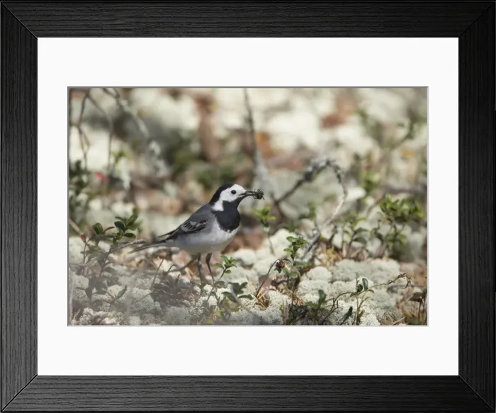 Framed Print : White Wagtail - Catching Spiders on Forest Floor Motacilla alba alba Finland BI014356 Framed Print : White Wagtail - Catching Spiders on Forest Floor Motacilla alba alba Finland BI014356