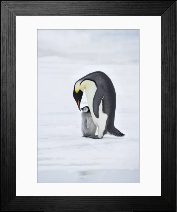 Framed Print : Emperor Penguin - Parent with Young Chick Aptenodytes forsteri Snow Hill Island Antarctica BI012200 Framed Print : Emperor Penguin - Parent with Young Chick Aptenodytes forsteri Snow Hill Island Antarctica BI012200