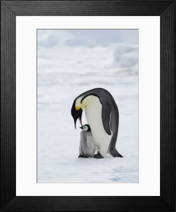 Framed Print : Emperor Penguin - Parent with Young Chick Aptenodytes forsteri Snow Hill Island Antarctica BI012209 Framed Print : Emperor Penguin - Parent with Young Chick Aptenodytes forsteri Snow Hill Island Antarctica BI012209