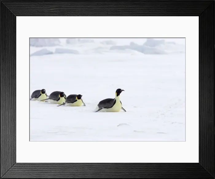 Framed Print : Emperor Penguin - Tobogganing over snow Aptenodytes forsteri Snow Hill Island Antarctica BI011676 Framed Print : Emperor Penguin - Tobogganing over snow Aptenodytes forsteri Snow Hill Island Antarctica BI011676