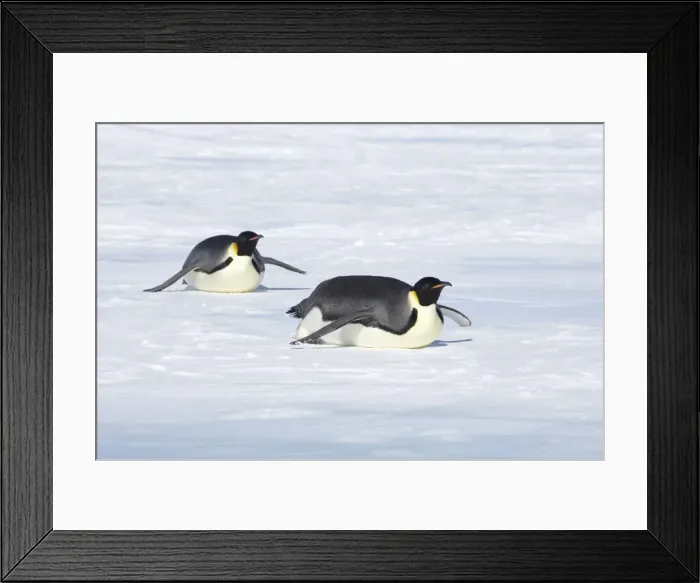Framed Print : Emperor Penguin - Tobogganing over snow Aptenodytes forsteri Snow Hill Island Antarctica BI011699 Framed Print : Emperor Penguin - Tobogganing over snow Aptenodytes forsteri Snow Hill Island Antarctica BI011699