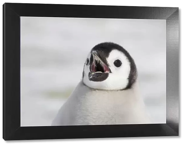 Emperor Penguin - Chick Calling Aptenodytes forsteri Snow Hill Island Antarctica BI011886