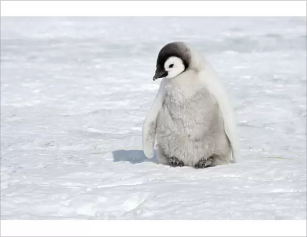 Emperor Penguin - Chick on Sea Ice Aptenodytes forsteri Snow Hill Island Antarctica BI011926
