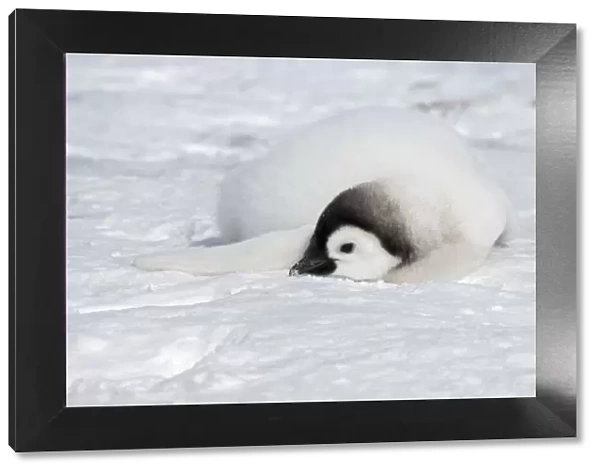 Emperor Penguin - Chick Eating Snow Aptenodytes forsteri Snow Hill Island Antarctica BI011930