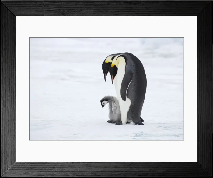 Framed Print : Emperor Penguin - Pair with Chick Aptenodytes forsteri Snow Hill Island Antarctica BI012212 Framed Print : Emperor Penguin - Pair with Chick Aptenodytes forsteri Snow Hill Island Antarctica BI012212